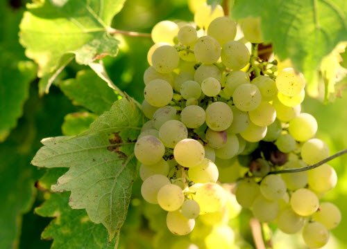 Wine Masters: L'oro dell'uva (crt-01)
