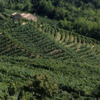 Prosecco wine: The ‘terraces’ of the Prosecco Superiore DOCG. Prosecco wine: The ‘terraces’ of the Prosecco Superiore DOCG.