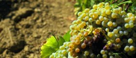 Marsala wine: Marsala grapes (crt-01)
