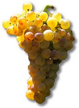 Marsala wine: Marsala grapes (crt-01)
