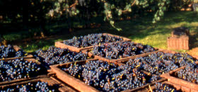 Lambrusco: le uve del Lambrusco (crt-01)