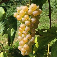 DOCG wines: White grapes.