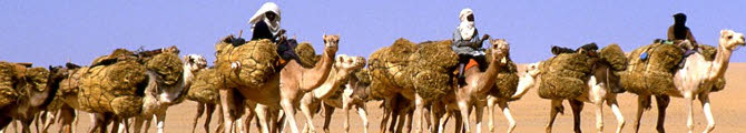 Cous Cous: cammelli nel deserto (cc-10)