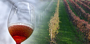 The most typical food and wine specialties: Lambrusco wine. The most typical food and wine specialties: Lambrusco wine.