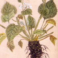 ‘Eutrema Japonicum’, the plant of wasabi (img-02)