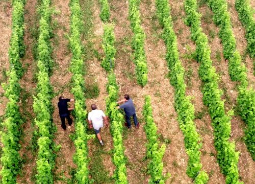 Wine Masters: Filari nella zona della Loira (crt-01)