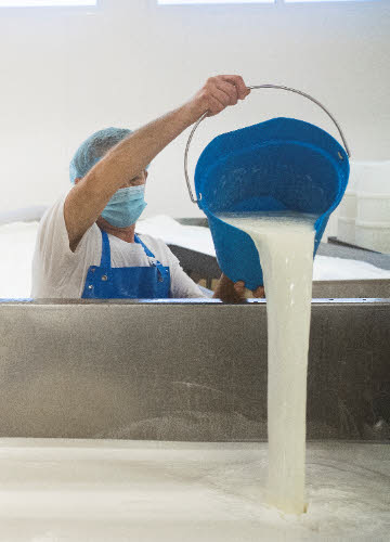 Gorgonzola DOP: il latte pastorizzato è versato nelle vasche (crt-01)