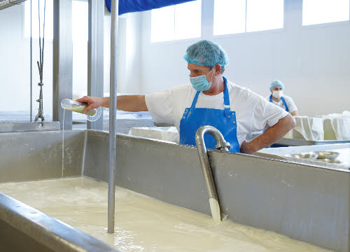 Gorgonzola DOP: caglio, fermenti e spore di penicillium glaucum sono aggiunte al latte (crt-01)