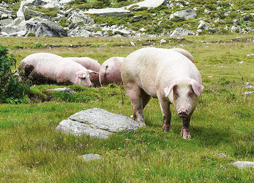 Culatello di Zibello: Landrace pigs (cc-02)