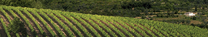 Brunello di Montalcino: the vineyards of Brunello (crt-01)