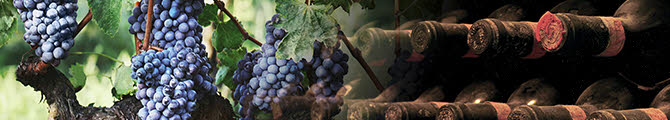 Brunello di Montalcino: from the vineyard to the cellar (crt-01; crt-02)