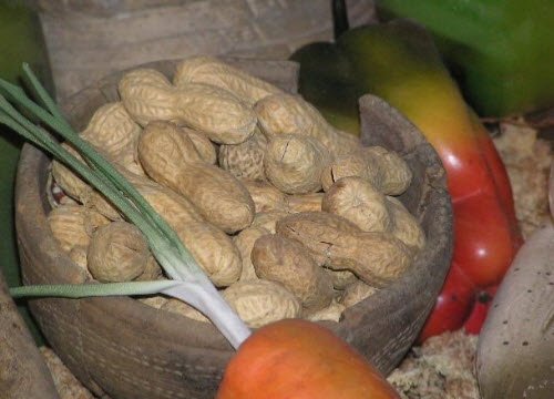 Native American Food: Peanuts (crt-01)