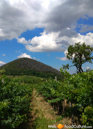 Food and wine specialties from the Euganean Hills: Colli Euganei, view 04.