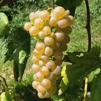 White grapes.