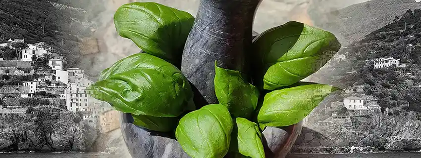 Basilico Genovese DOP.