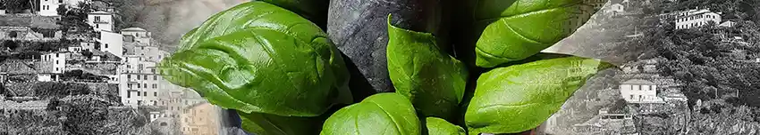 Basilico Genovese DOP.