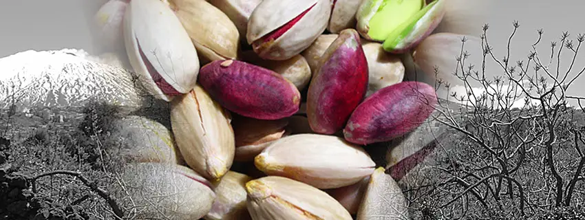 Pistacchio Verde di Bronte DOP: pistacchi ed Etna.