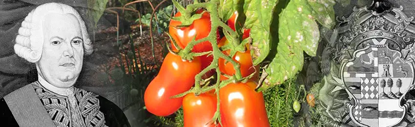 The history of San Marzano Tomato.