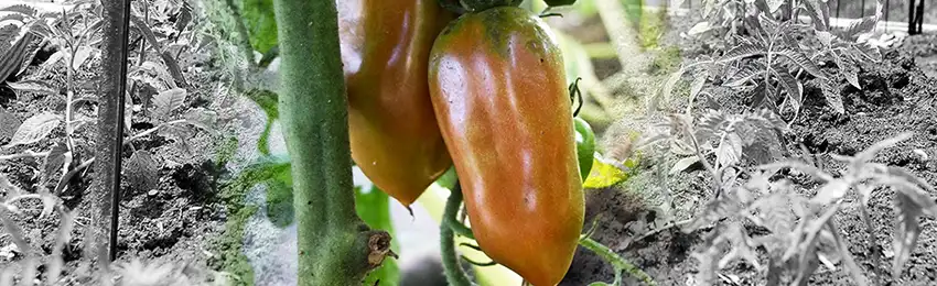 The cultivation of San Marzano Tomato.